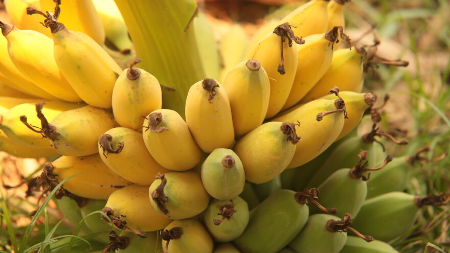 Pivo od banana za spas turizma pogođenog korona krizom?