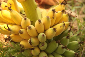 Pivo od banana za spas turizma pogođenog koronakrizom?