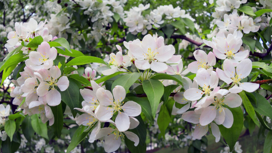 Počelo cvetanje kruške: Zaštitite je od bolesti