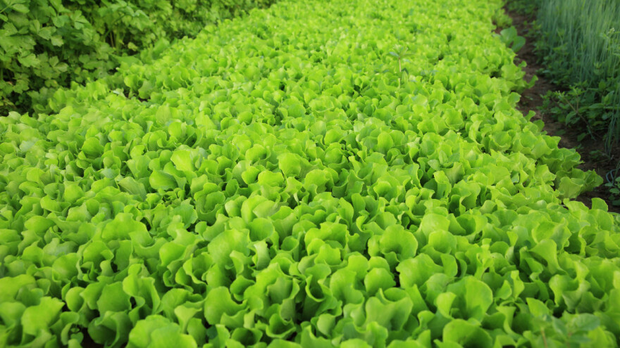 Što se može sijati i saditi pred zimu?