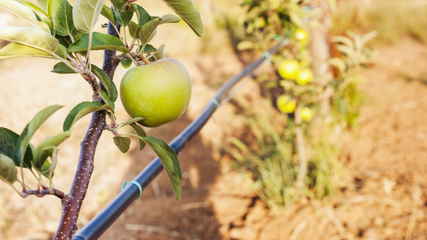 Petrovdan: Deljenje jabuka, pošteda tegleće stoke i paljenje lila