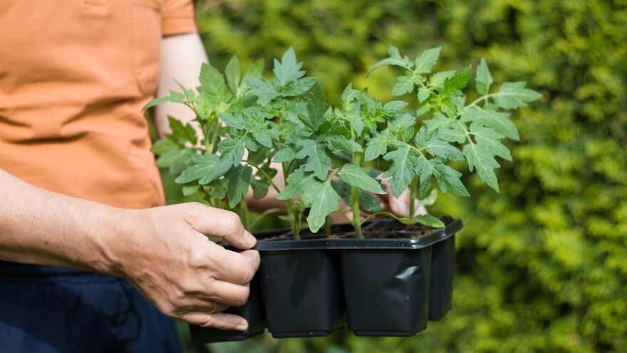 Presađivanje rajčice - savjeti za uspješan uzgoj