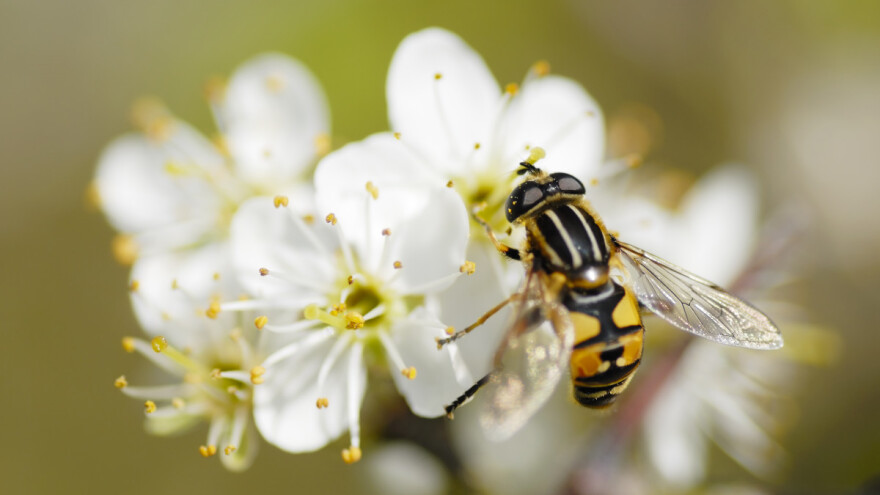 Pojačavaju se mjere za zaštitu oprašivača