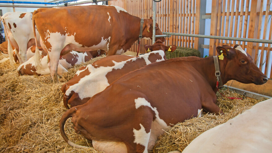 Uslovi držanja itekako utiču na plodnost krava - evo nekoliko savjeta