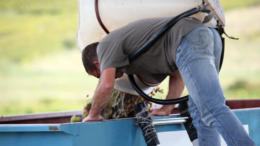 Berba grožđa još uvijek traje, ali ima li ko da bere?