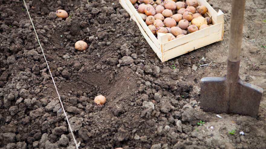 Povrće meseca marta: Tri metode gajenja krompira
