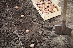 Kako do bolje kvalitete i većeg prinosa krumpira?