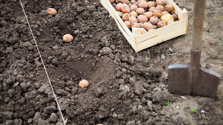 Kako do bolje kvalitete i većeg prinosa krumpira?