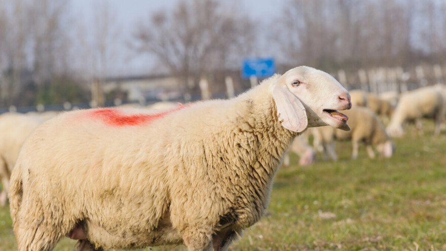 Preventivna zaštita i bolesti ovaca