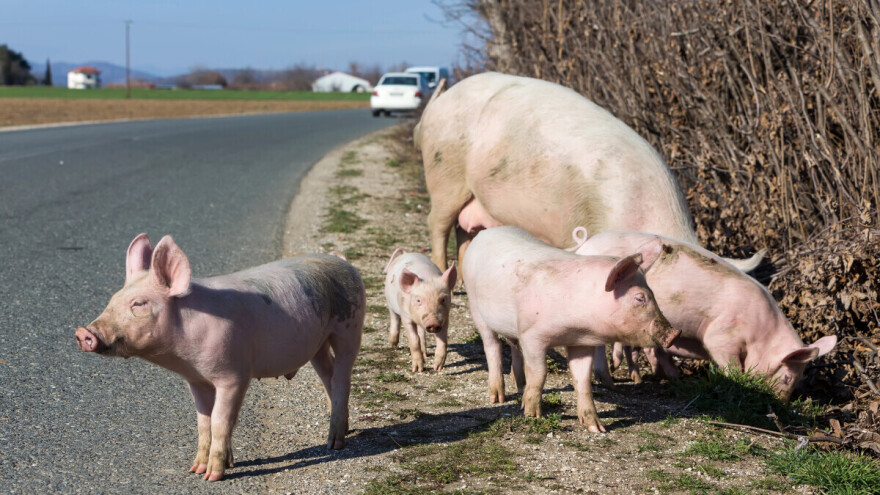 Krmača s mladima prkosno prošetala kroz "prase štrase" u susjedstvu