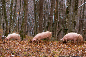 Poticaji za agrošumarstvo mogli bi biti dio budućeg ZPP-a?