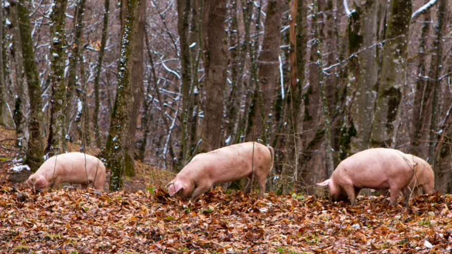 Poticaji za agrošumarstvo mogli bi biti dio budućeg ZPP-a?