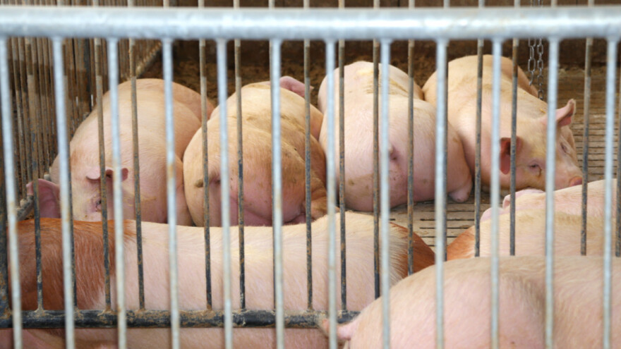 Na farmi pronađeno 700 uginulih svinja - napuštene su još 2020.