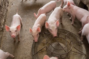 Uvoz svinjetine skočio 200%, izvoz ugrožen zbog epidemije kuge