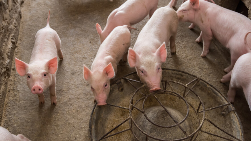 Ukinuta carina na uvoz prasadi radi obnove stočnog fonda Srbije?