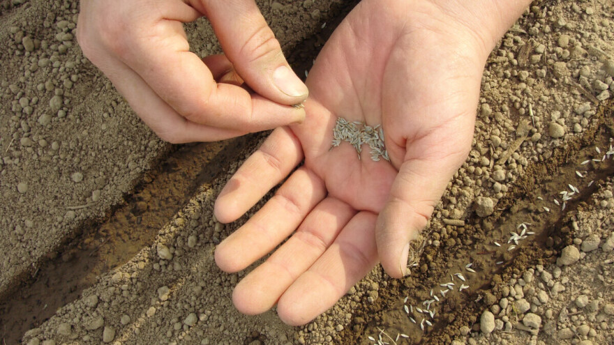 Hoće li sjeme s istekom roka trajanja i dalje klijati?