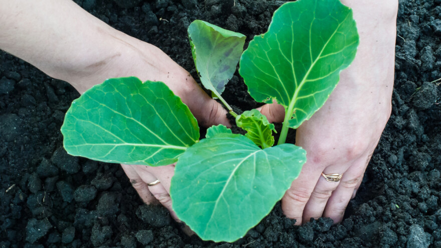 Kako  zaštititi kupusnjače prirodnim sredstvima?