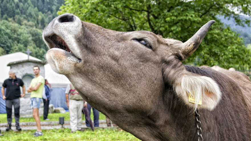 Zdravoseljački predlog: Zaštitiće mukanje krava i farmere od tužbi građana