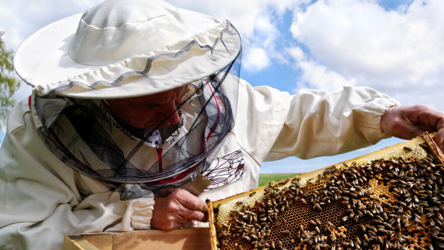 Zrenjanin odvojio četiri miliona za pčelare: Konkurs otvoren do utorka