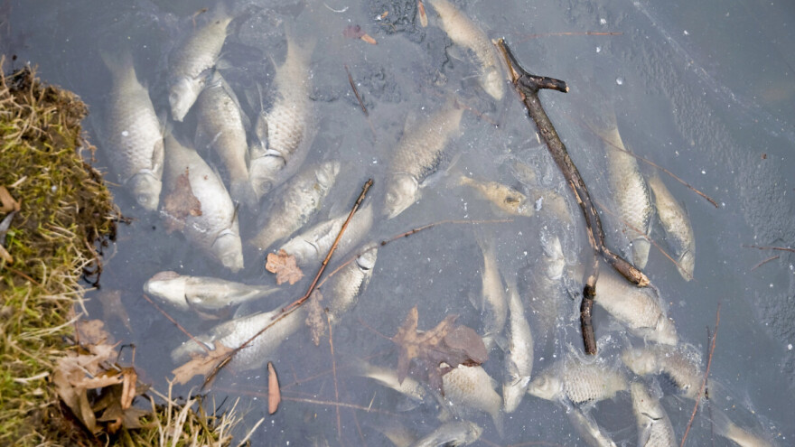 Ogromni primerci somova i šarana uginuli u Zapadnoj Moravi?