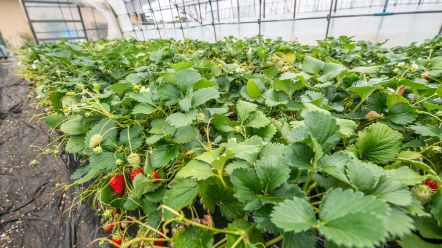 Jagoda u plasteniku: Ostavite da dozri na biljci radi boljeg ukusa