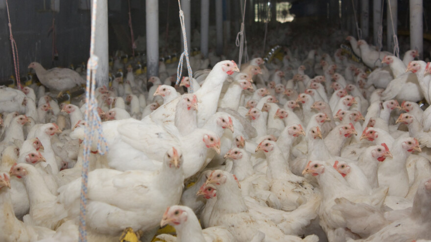 Prilika za domaće peradare: Menprom izvozi u EU, ogromne potrebe za mesom