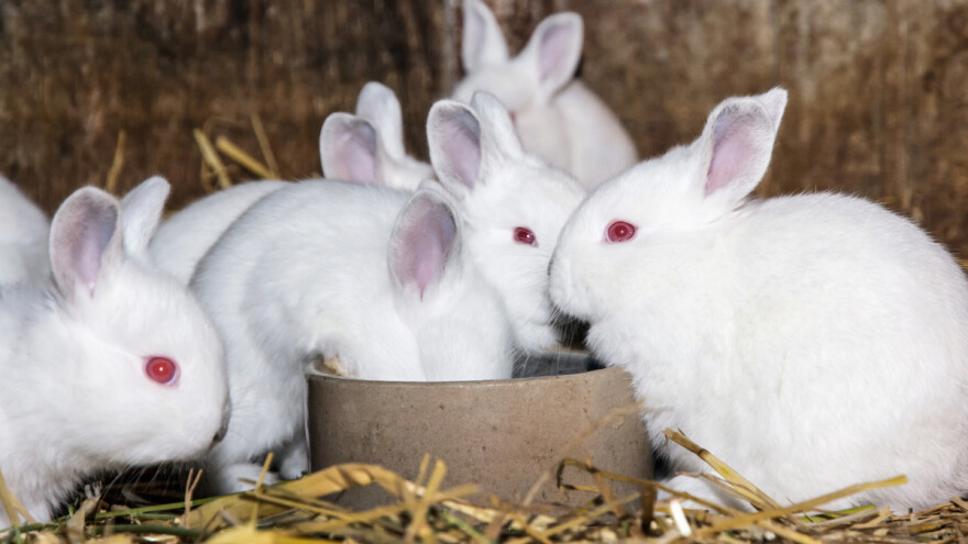 Rusko cjepivo: 17.000 doza protiv Covida za životinje spremno za isporuku