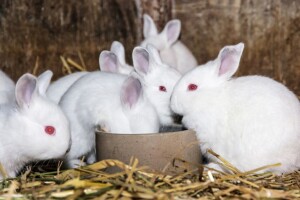 Kunići su osjetljivi na određenu hranu - što moraju jesti svaki dan?