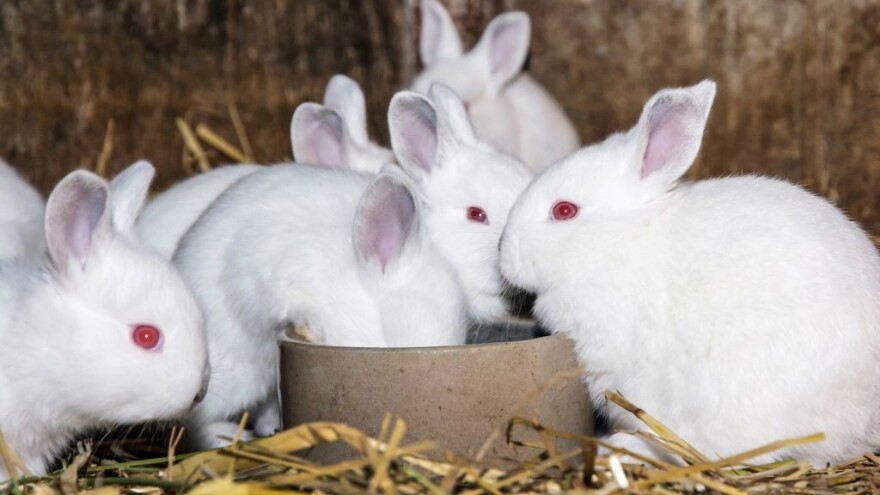 Kunići su osjetljivi na određenu hranu - što moraju jesti svaki dan?