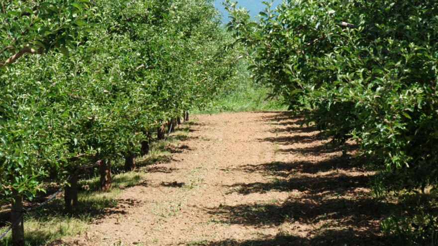 Ovo su najčešća oboljenja voćki tokom juna