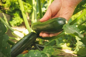 Zašto su plodovi tikvica gorki?