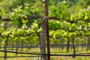Crna pjegavost sve prisutnija u vinogradima - kako je prepoznati?