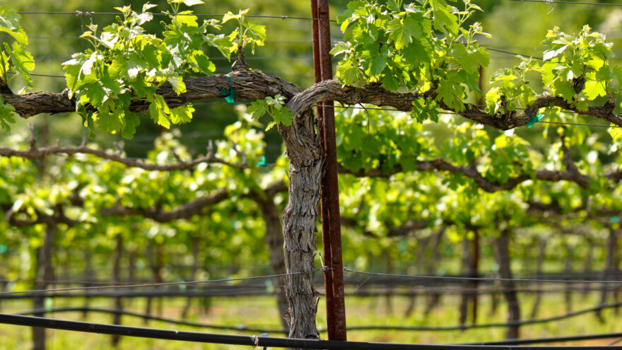 Crna pjegavost sve prisutnija u vinogradima - kako je prepoznati?
