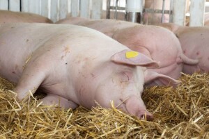 Distrikt Brčko: Danas je eutanazirano više od 700 svinja