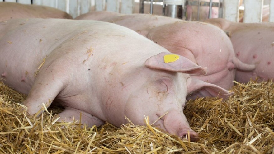 Distrikt Brčko: Danas je eutanazirano više od 700 svinja