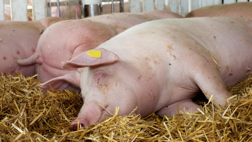 Pred kolapsom: Svinjari u Britaniji eutanaziraju zdrave životinje