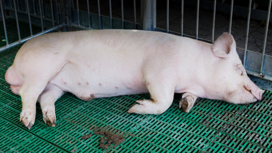 Svinje se ne znoje - od sve stoke najteže trpe toplotni stres