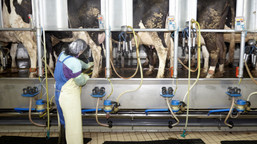 Objavljen pravilnik o podsticajima za nabavku mlekomata i robota za mužu