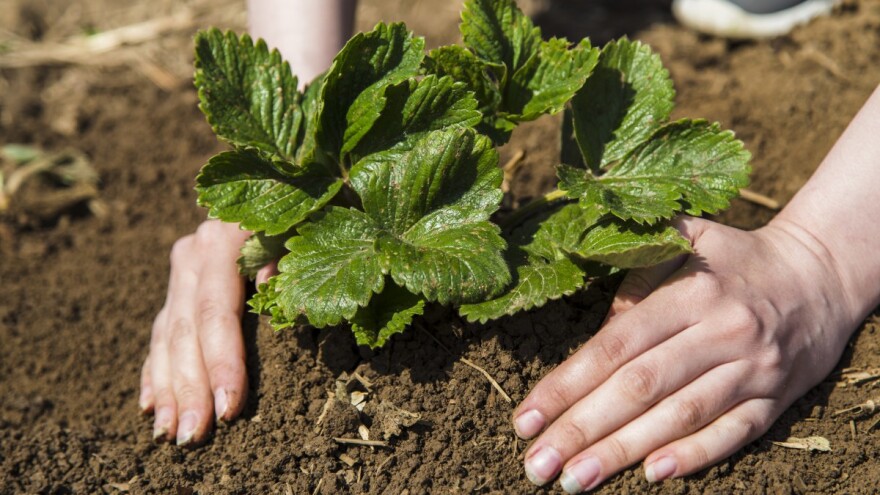 Prije sadnje jagoda mjesečarki usitnite dobro tlo, tako da noga utone u njega
