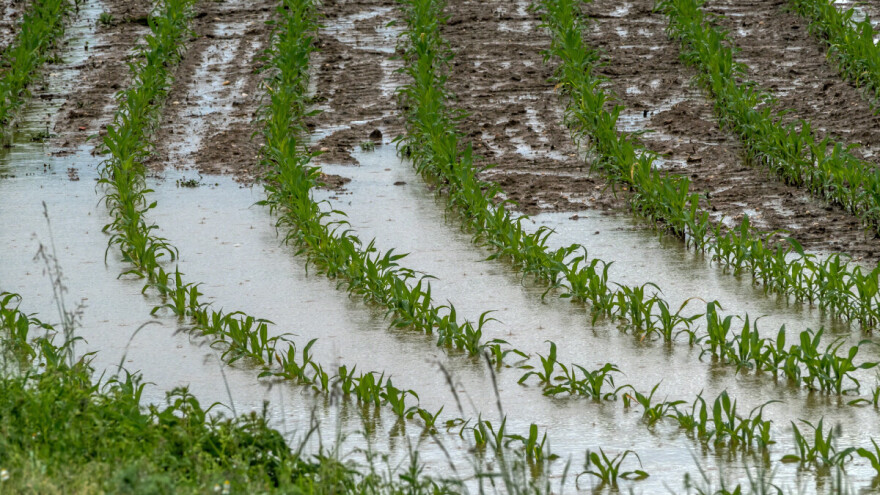 Potanjirati kukuruz? Zaorati povrće? Ukloniti stočnu hranu? Šta nakon poplave?