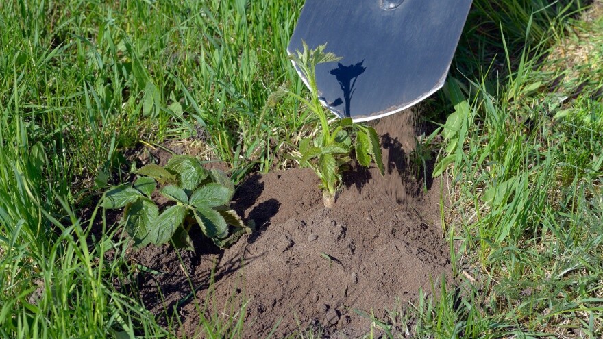 Šta je sve potrebno za zasnivanje zasada kupine