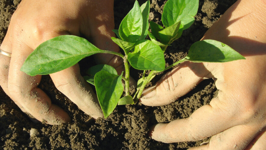 Nekoliko pravila i savjeta za uspješnu sadnju i proizvodnju povrća
