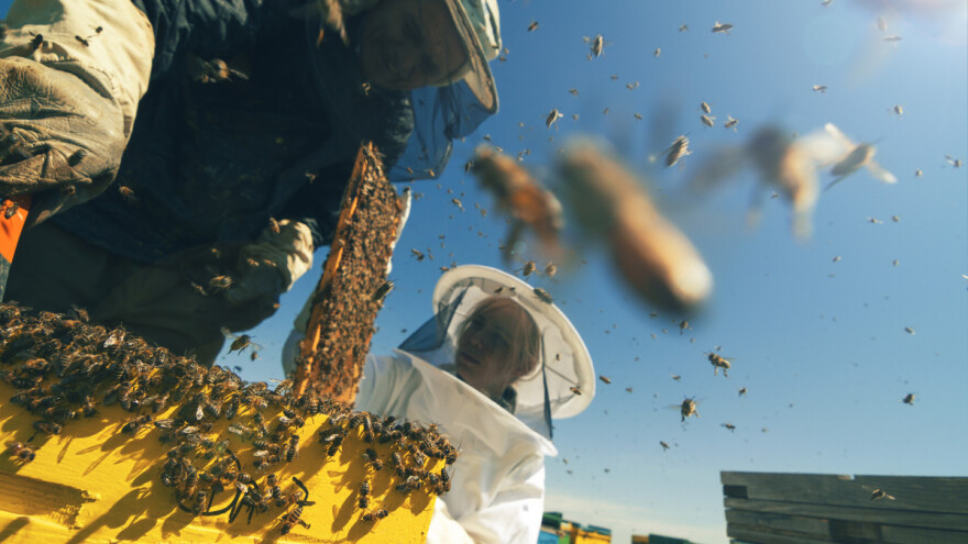 Slovenski pčelar smrtno stradao zbog uboda: 12 savjeta za rad na pčelinjaku