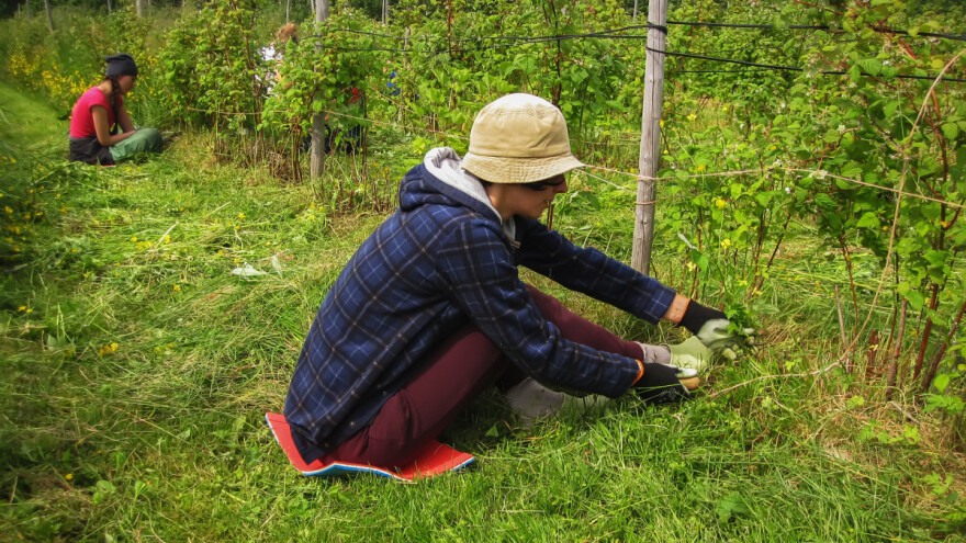 Dnevnica 4.000 dinara - srpskih radnika nema, azijski jeftiniji