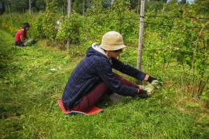 Akontativna cijena maline 8,5 KM – proizvođači ne prihvataju