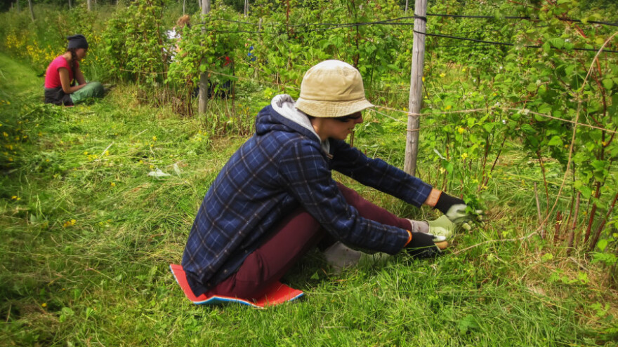 Akontativna cijena maline 8,5 KM – proizvođači ne prihvataju