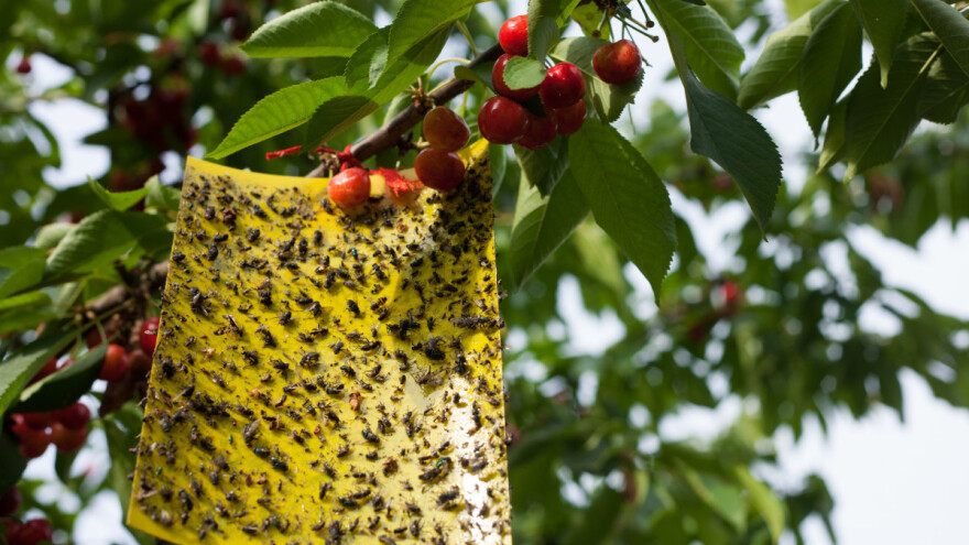 Suzbijanje insekata lepljivim pločama i zamkama
