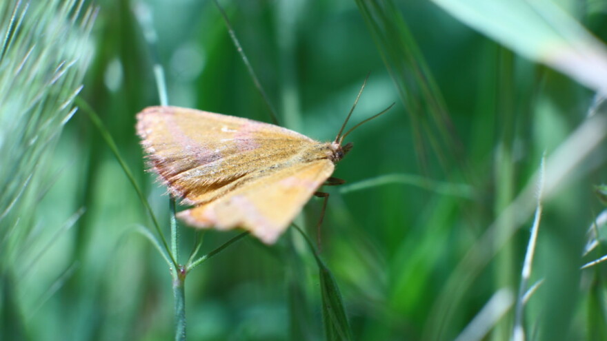 Napada kukuruzni plamenac, preventivne mere su najbolja zaštita