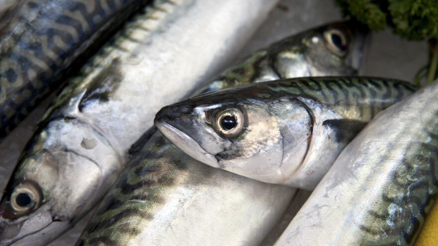 Parazit u svježoj skuši, proizvod opozvan s tržišta