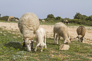 U Hrvatskoj prvi put potvrđena kuga malih preživara